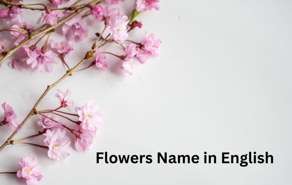 Flowers Name in English