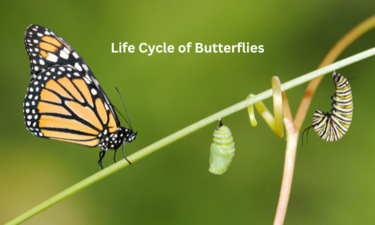 Life Cycle of Butterflies