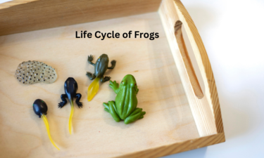 Life Cycle of Frogs