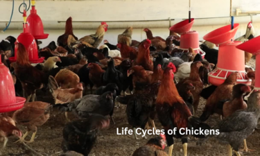 Life Cycles of Chickens