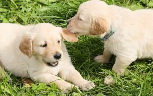 animals and their babies