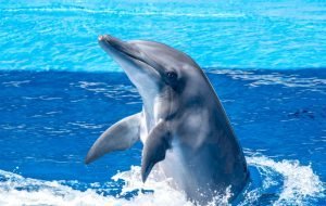 national aquatic animal of india