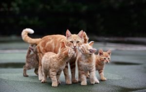 the majestic big cat family of india