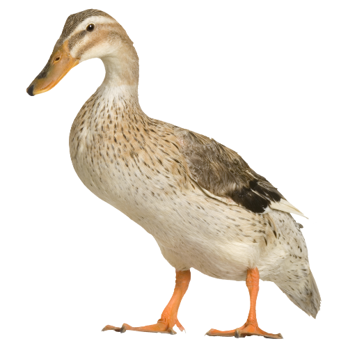 duck