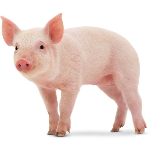 pig