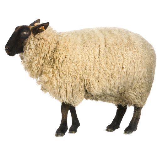 sheep