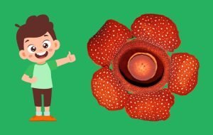 flower in a children's rhyme nyt