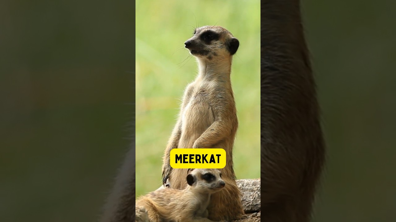 Wild Animals Explorers: Learn Names of Fascinating Creatures! Kids Learning Series Part 5 #wildlife