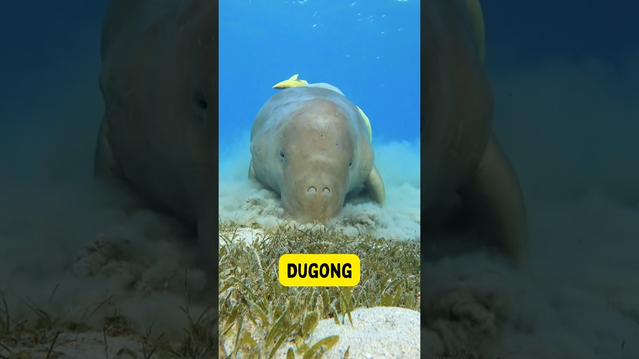Discover Wild Animal Wonders | Kids Learning Adventure - Part 7 #kidzncrew #wildlife