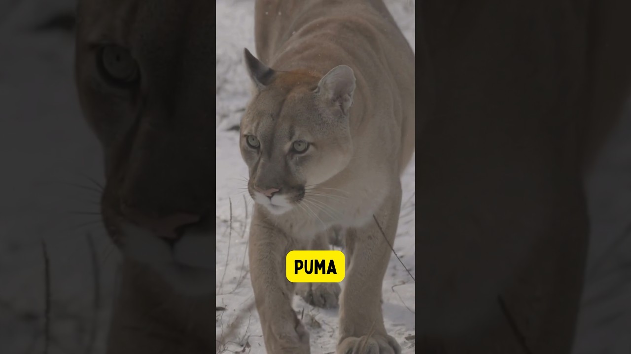Guardians of the Wilderness | Animal Names for Kids - Part 9 #kidzncrew #wildlife