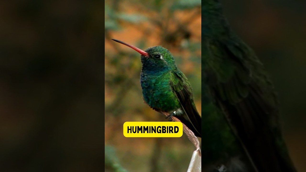 Exploring Animal Names for Kids - Part 10 | Journey to the Wildlife #kidzncrew #shorts