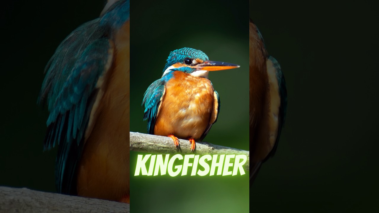 Kingfishers: Masters of Precision Fishing #shorts