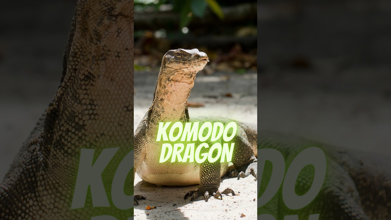 Komodo Dragon: The dragons of the modern age #shorts