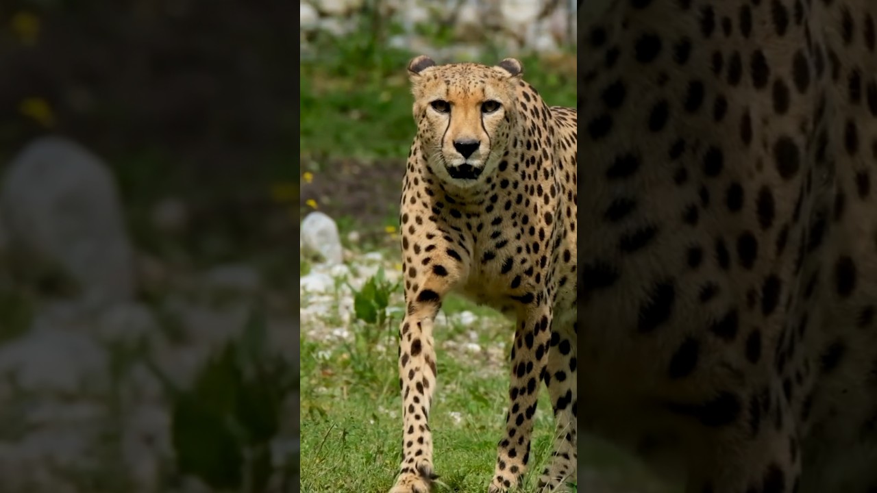 Discover Fascinating Insights about Cheetahs #shorts #animals