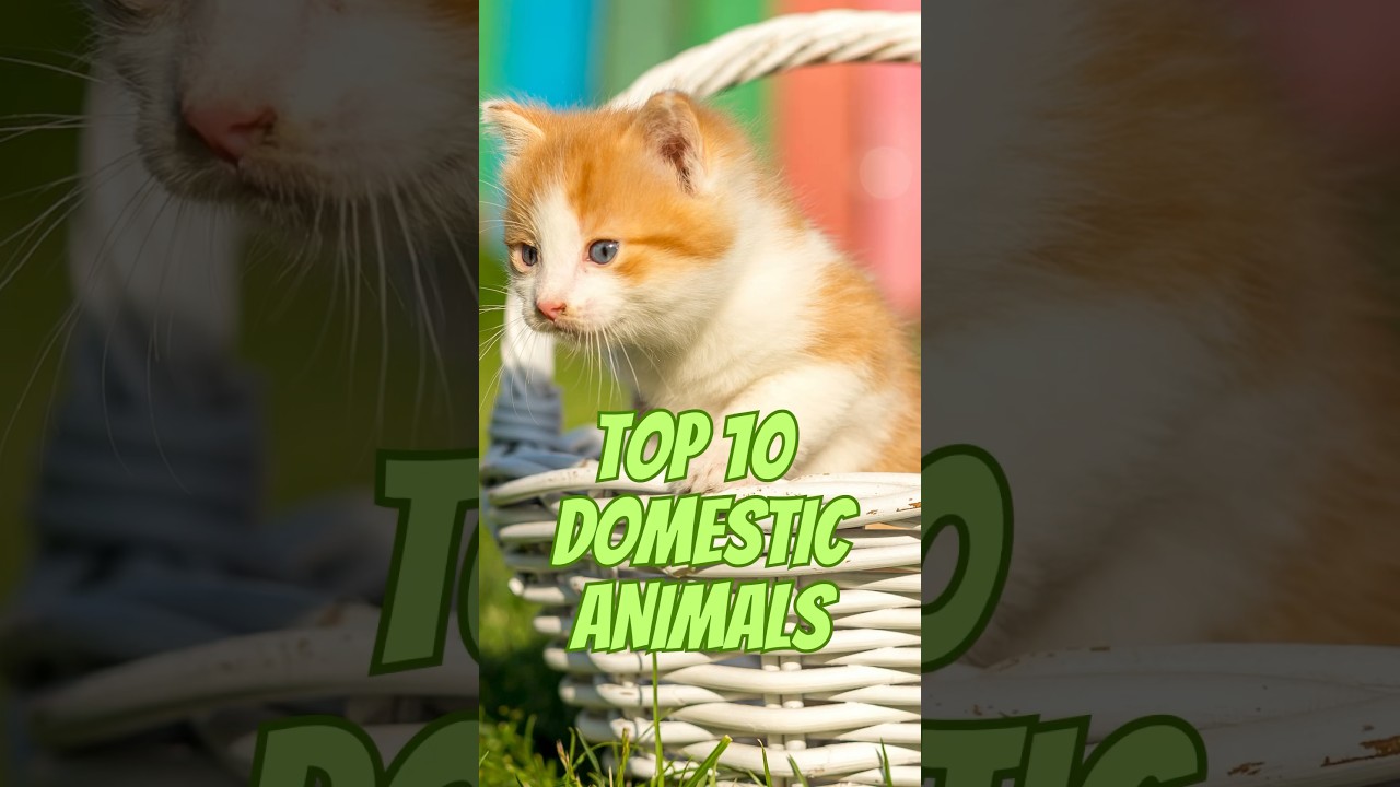 Top 10 most popular Domestic Animals #shorts