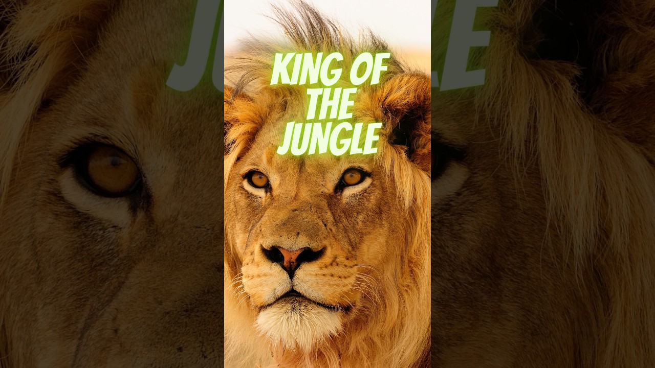 Roaring with Majesty: The Fascinating World of Lions | The King of Jungle #shorts