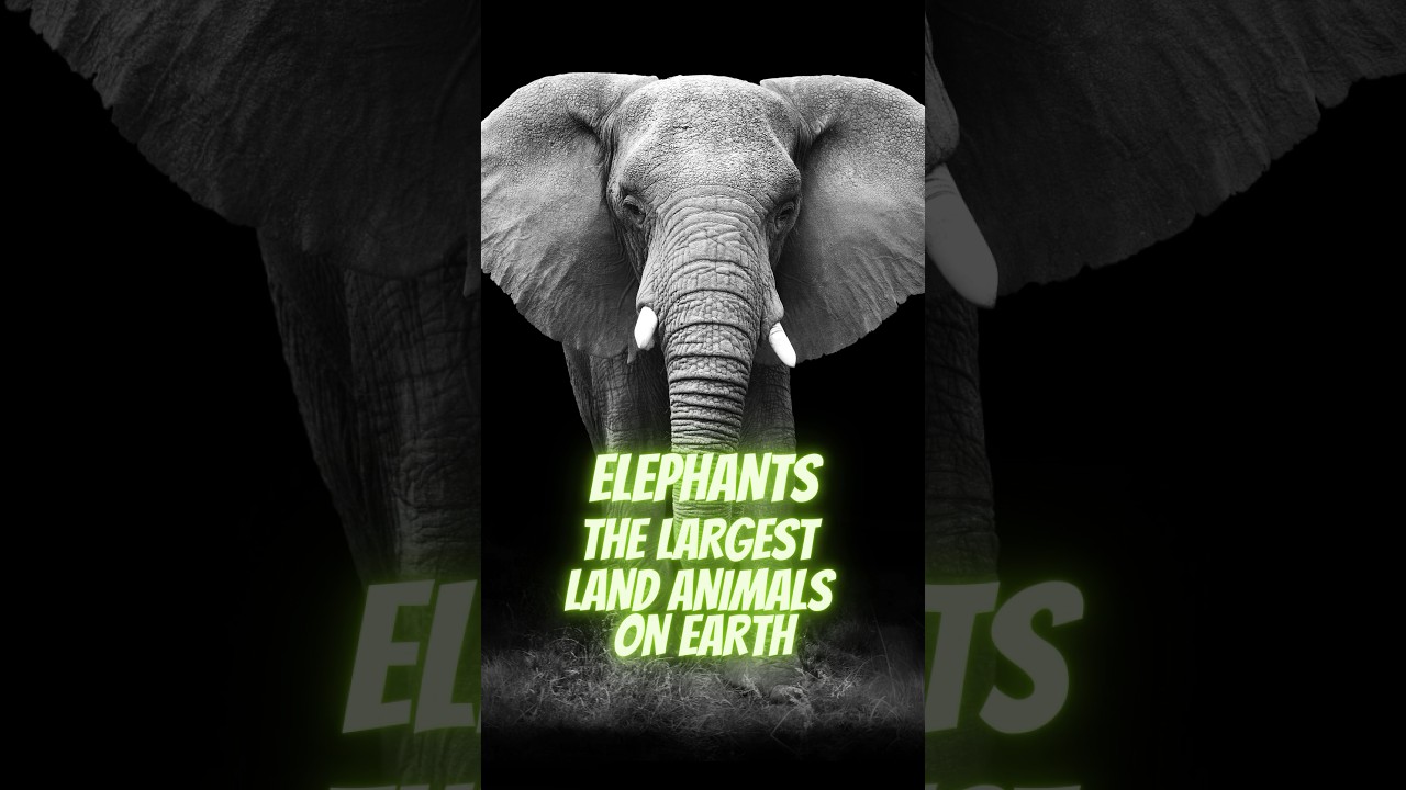 Elephants - The Earth's largest land animals #shorts #wildlife #animals #elephant