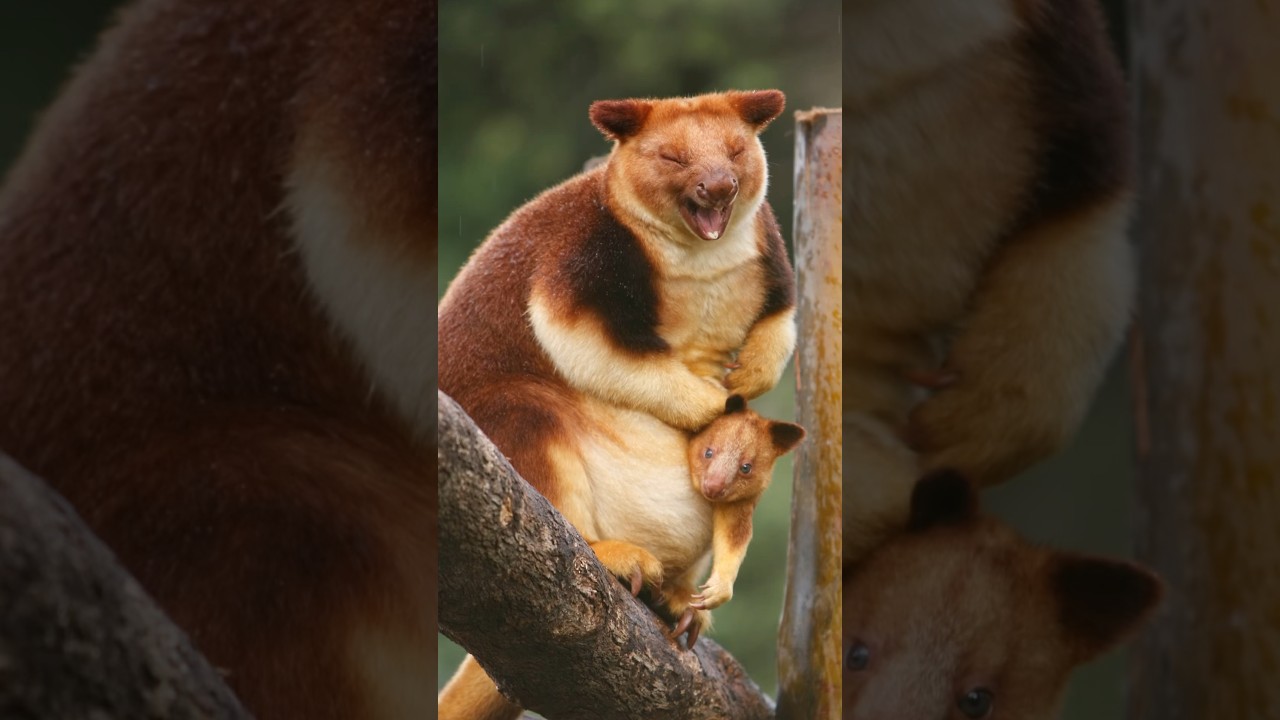 Wild Animals for Kids learning in English #shorts #animals #wildlife