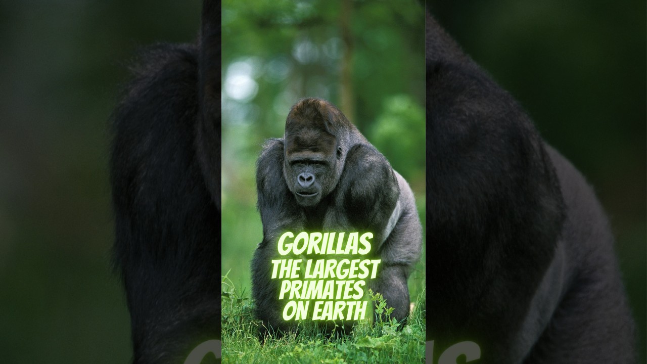 Gorillas - The Largest Living Primates on Earth #shorts #gorilla