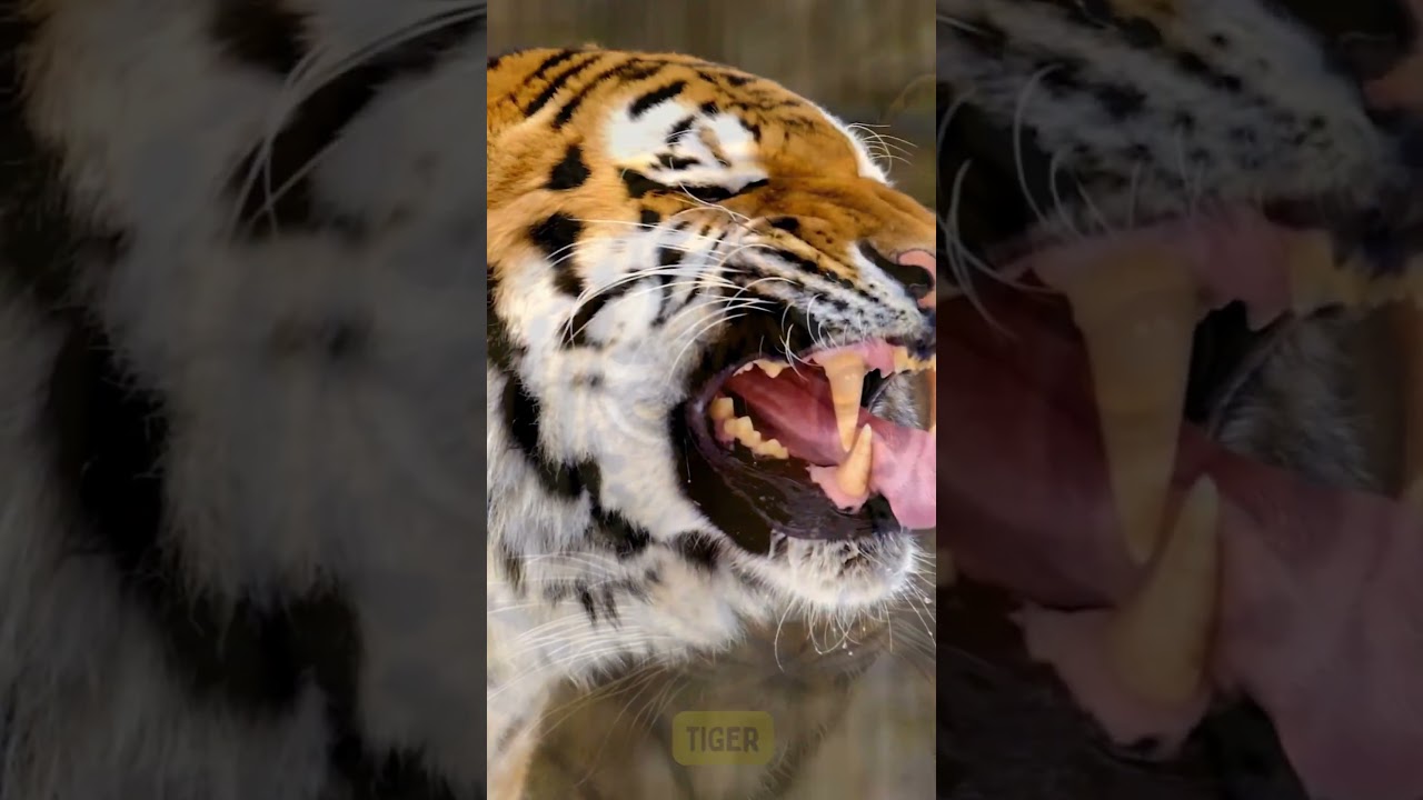 Majestic Tiger Roars🐅🌳 #shortsvideo #shorts