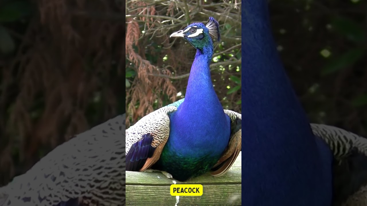 Peacock: Nature's Living Gems 🦚 ki-yaw #shorts